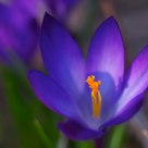 Crocus